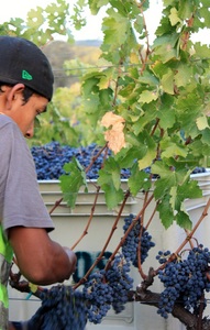 2013 Red Head Vineyard Harvest