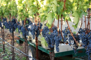 2013 Red Head Vineyard Harvest